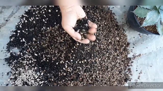 REPOTTING AGAVE TITANOTA WHITE ICE | AGAVE PINDAH POT CACTO#15 смотреть онлайн