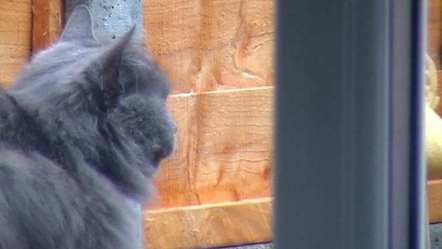 The Nibelung is a cat breed that is a long-haired variant of the Russian Blue. смотреть онлайн