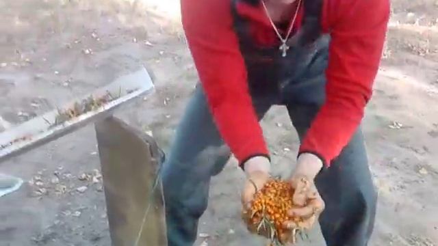 Быстрый способ очистки облепихи от листьев и мусора. смотреть онлайн