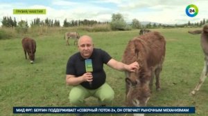 В Грузии наладили производство бесценного ослиного молока