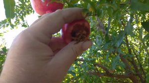 Выращивание граната в Краснодарском крае, урожай Граната в 2022 году.