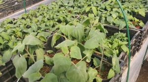 Только по ЭТОЙ ПРИЧИНЕ вянут листья у РАССАДЫ ПЕРЦА, баклажанов и физалиса! Чтобы перец не увядал!