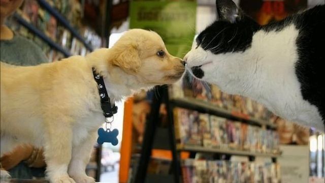 Живчикова Алиса, эссе смотреть онлайн