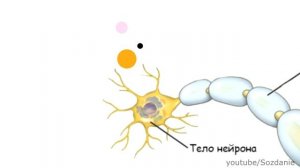 Потенциал действия. Миелиновые и безмиелиновые нейроны.