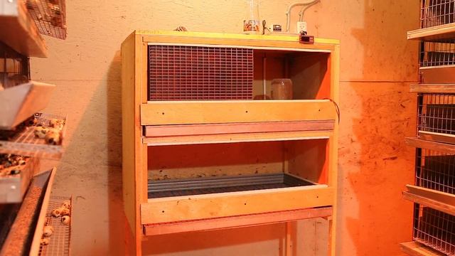 Содержание перепелов. Наши результаты и ошибки! смотреть онлайн