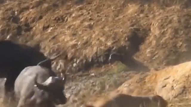 Mother Lion Sacrifices Herself To Save Her Cubs From Angry Buffalo Herd - Lion vs Buffalo смотреть онлайн