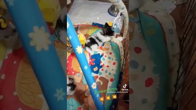 Малыши Бивер Йорка