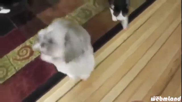 Собака кричит жуть как кричит смотреть онлайн