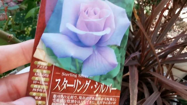 STERLING SILVER ROSE plant by Gladys Fisher 1957 USA Hybrid Tea Lavender Lilac Citrus Fragrance смотреть онлайн
