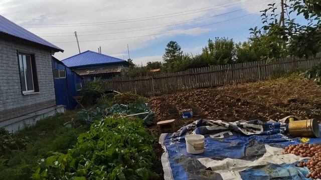 Начали копать картошку. смотреть онлайн