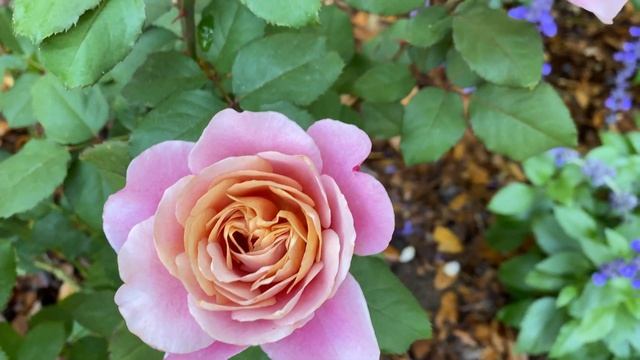 Rose - Distant Drum смотреть онлайн
