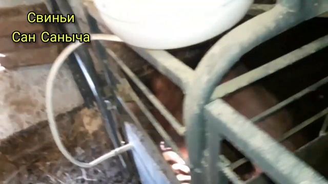 Свиньи Ф1 на племя смотреть онлайн