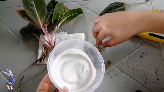 AGLAONEMA: SAVING FROM FUNGAL INFECTION смотреть онлайн