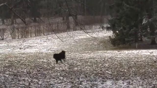 Tibetan Mastiffs. Winter. Vivaldi. mp4
