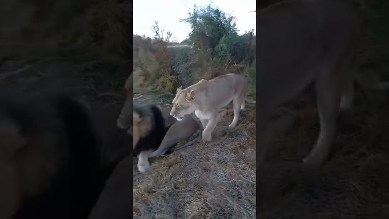 Львы приветствуют новый день! Lions greet new day! смотреть онлайн