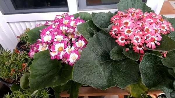 Cineraria o Senecio Cruentus