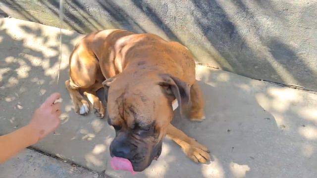 Собака породы немецкий боксер пьет воду! Собаке очень жарко! смотреть онлайн