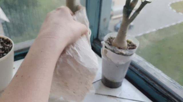 Адениумы// Мои взрослые адениумы// Adenium Flowers/ Часть 2.