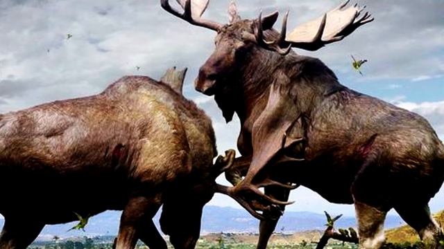 !!!Осторожно Лось!!! Меры предосторожности при встрече с лосем. смотреть онлайн