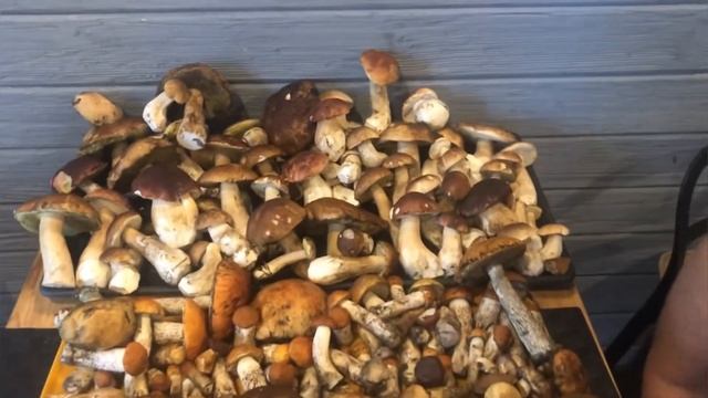 Грибы Орехово 5 08 2020 смотреть онлайн