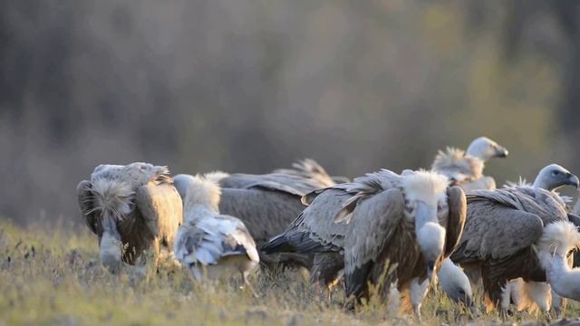 Гриф vulture- король падальщиков смотреть онлайн