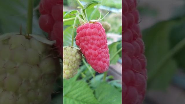 Малина гигант😲😲😲#малина #дача #україна#садим#відео#видео