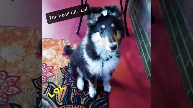 The Collie head tilt game смотреть онлайн