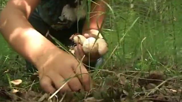 Грибы и ягоды вокруг острова смотреть онлайн