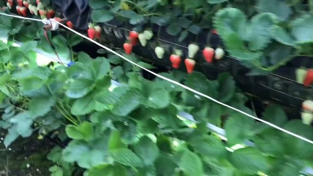 33/20Освещение на стеллажах с клубникой. смотреть онлайн