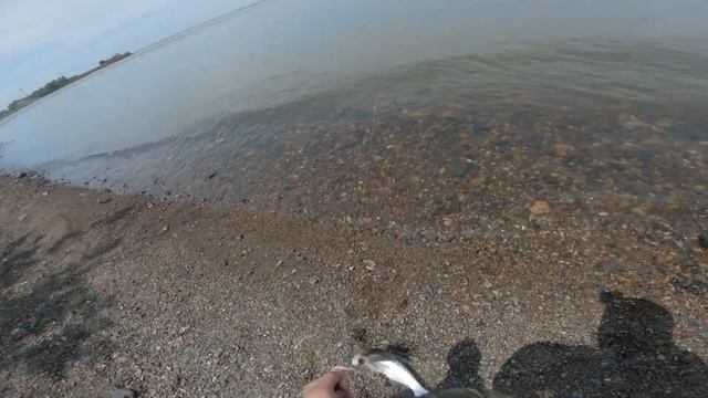 Неплохая рыбалка на резинку.(верхогляд , ауха , чехонь. ) смотреть онлайн