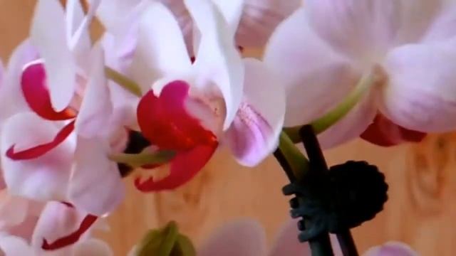 Phalaenopsis Little Gem Stripes 'No. 1', a famous orchid hybrid смотреть онлайн