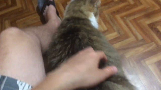 Сибирский кот Потап. Царский кот смотреть онлайн