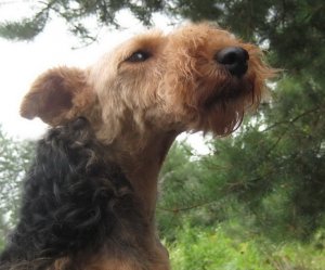 Пёс-и-Человек-VII-2022.wmv