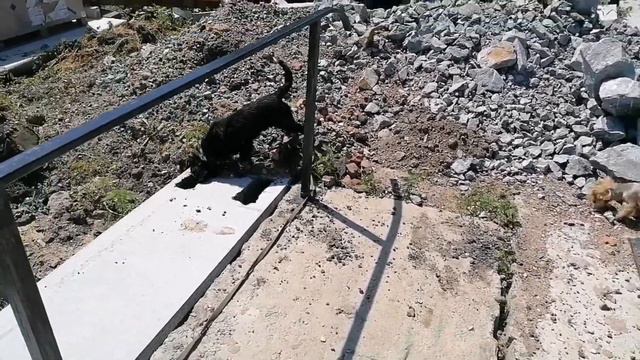 Вакцинация лайки Берты! Почему она хромает? Мою вонючую собаку из под лейки😑 смотреть онлайн
