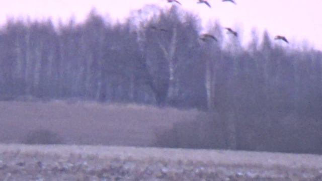 15.03.2020 г. нашли гусей .