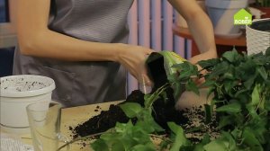 ПЛЮЩ: как правильно ухаживать и пересадить // Уход за комнатными растениями // Советы флориста