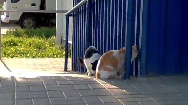 прикольные коты 2 смотреть онлайн