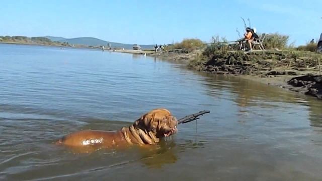 Dogues de bordeaux have a fun. Бордоские доги веселятся смотреть онлайн