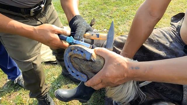 Бурятские охотники подковывают лошадей старым способом. Суровое зрелище смотреть онлайн