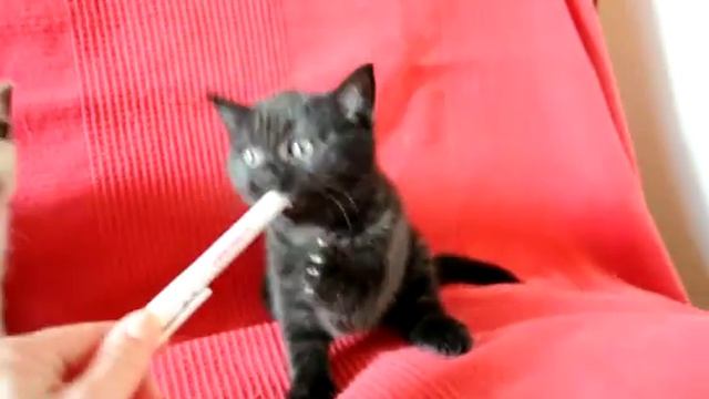 черный британский котенок кот Джем в питомнике British House смотреть онлайн