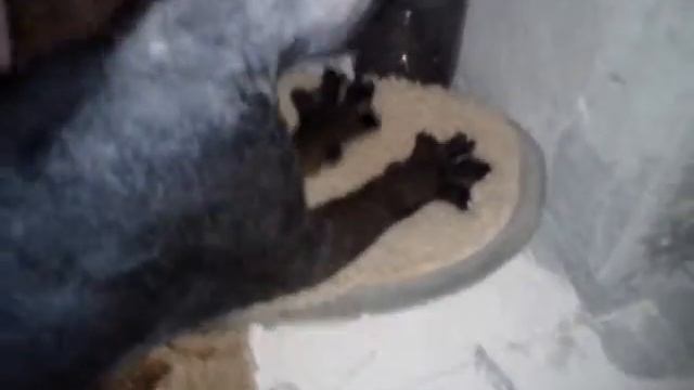 Кошечка делает массаж тапочкам))) смотреть онлайн