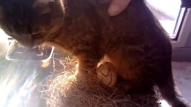 Кошка наседка! Высиживает яйцо! смотреть онлайн