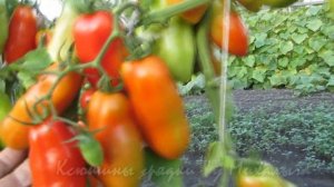 О сортах томатов ДЛЯ  ВЯЛЕНИЯ. Что выбрать!