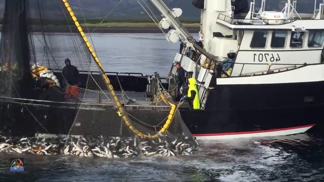 WoW !! Fishing Boat Catch a Lot of Fish - Big Catch ! смотреть онлайн