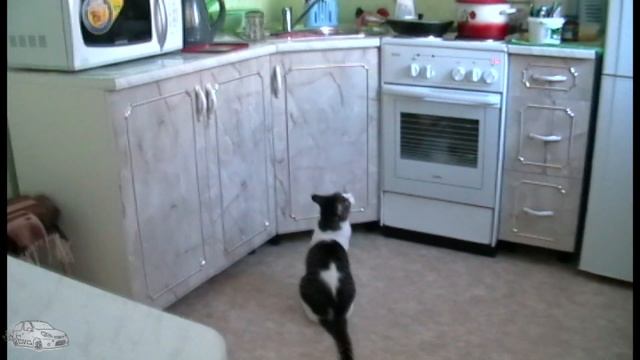 Корки с котами. Funny cats. смотреть онлайн
