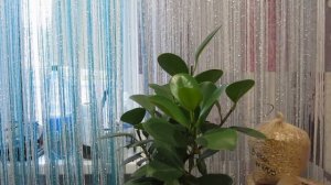 Формирование кроны - Фикус Микрокарпа "Мокламе"