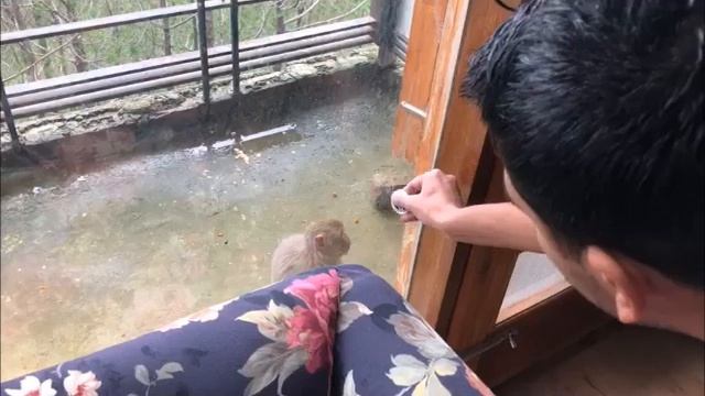 Funny monkey video: Monkey gets shocked watching the magic trick| Monkey| Funny Video | Magic Trick смотреть онлайн