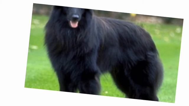 БеЛьГиЙсКаЯ оВчАрКа🐕🐕🐶🐶 смотреть онлайн