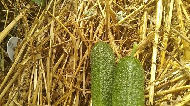 Хотите много огурцов? Слушайте внимательно)))// Секреты хороших урожаев. смотреть онлайн