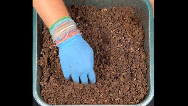 Blended vs Whole Food Scraps In A Worm Bin | Vermicompost Worm Farm смотреть онлайн